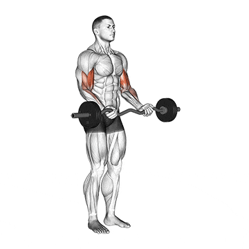 Biceps Exercise 1