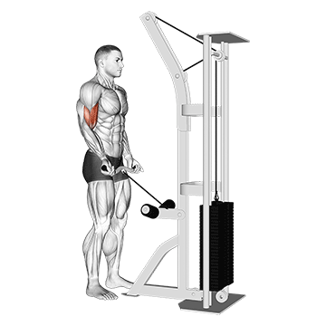Biceps Exercise 2