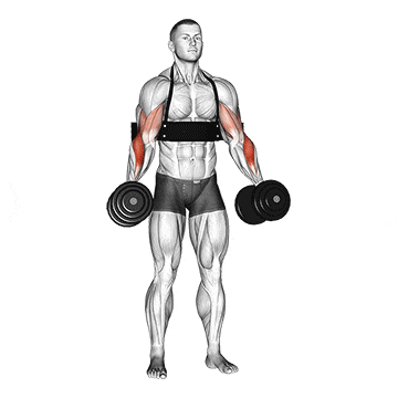 Biceps Exercise 3